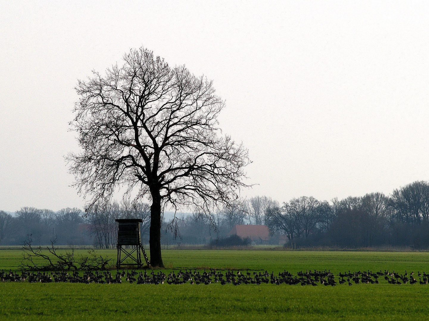 der einsame Baum