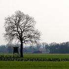 der einsame Baum