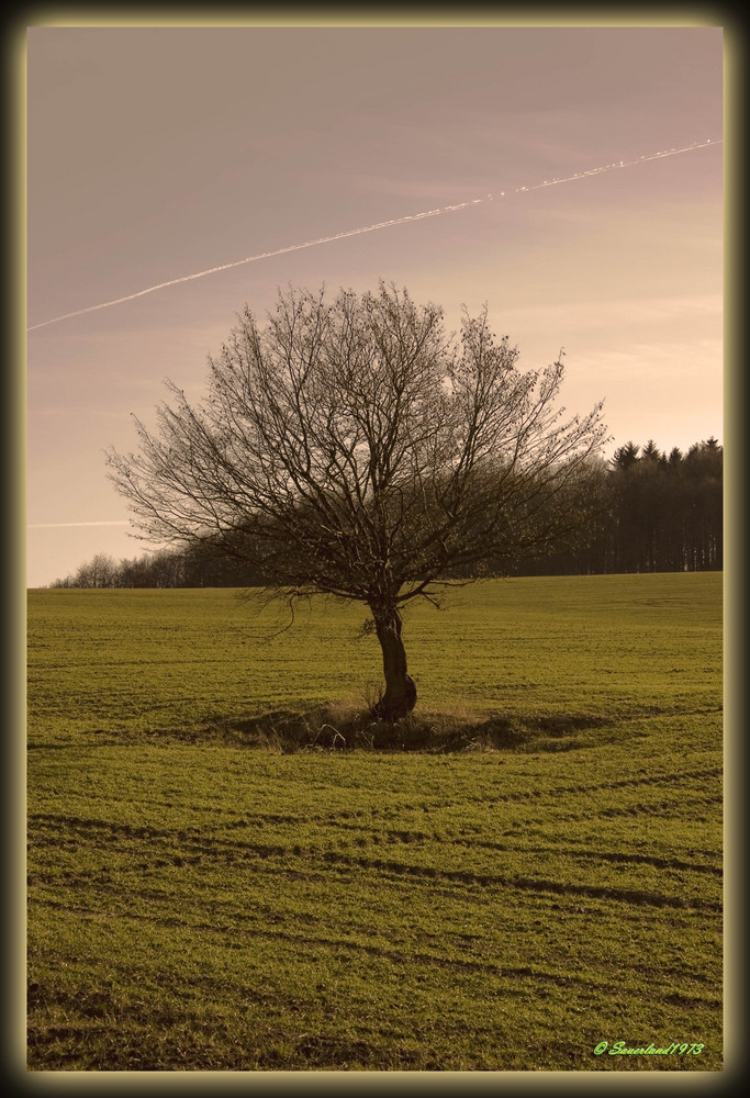 Der einsame Baum...
