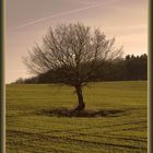 Der einsame Baum...