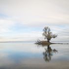 Der einsame Baum