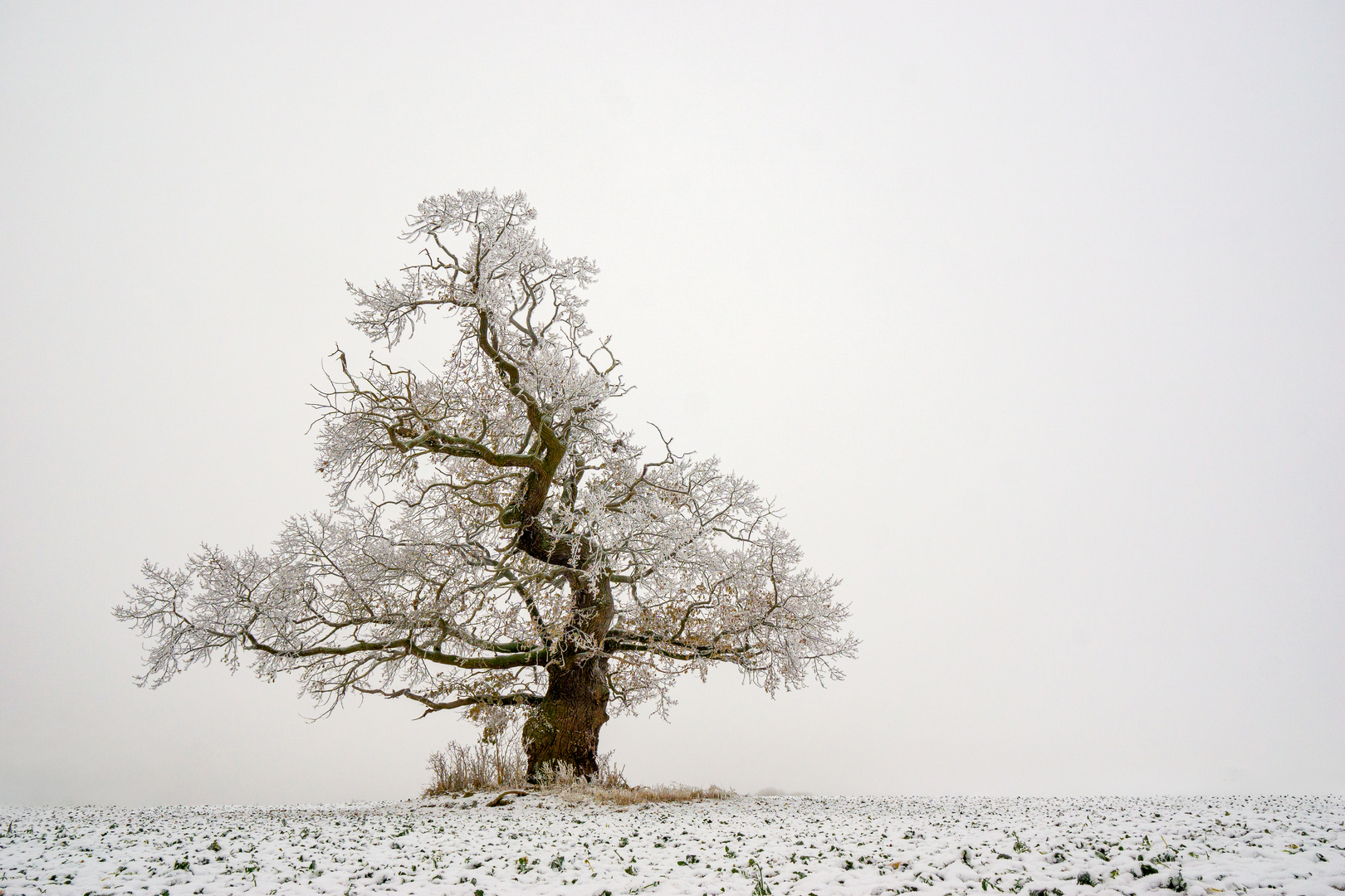 Der einsame Baum