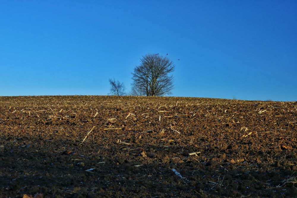 Der einsame Baum allein auf dem Feld
