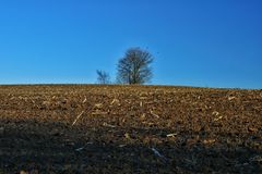 Der einsame Baum allein auf dem Feld