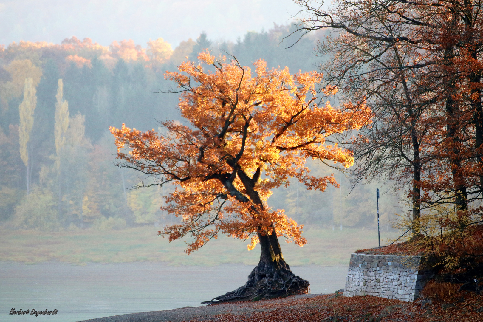 Der einsame Baum am Edersee