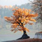 Der einsame Baum am Edersee