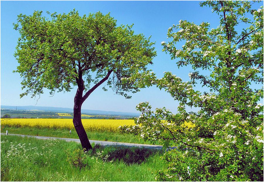 Der einsame Baum am Weg