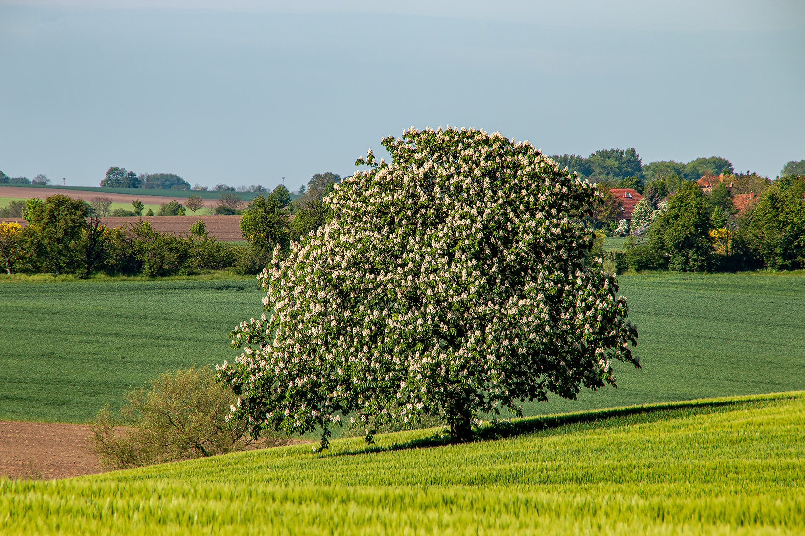 Der einsame Baum auf dem Acker...