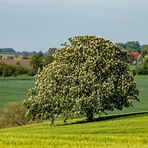 Der einsame Baum auf dem Acker...