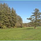 Der einsame Baum auf der Wiese