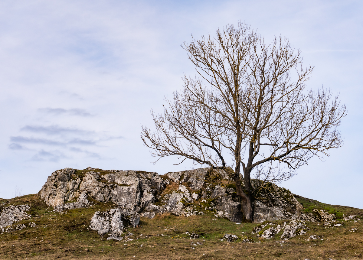 Der einsame Baum