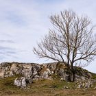 Der einsame Baum