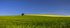 der einsame Baum