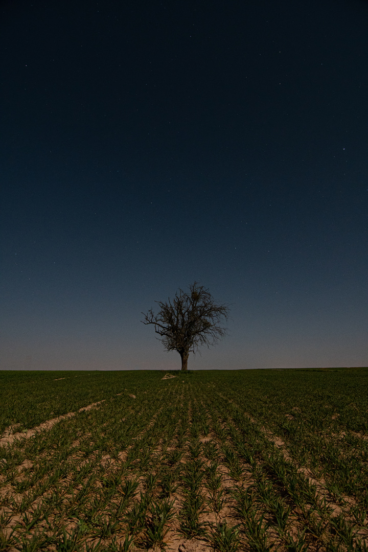 Der einsame Baum