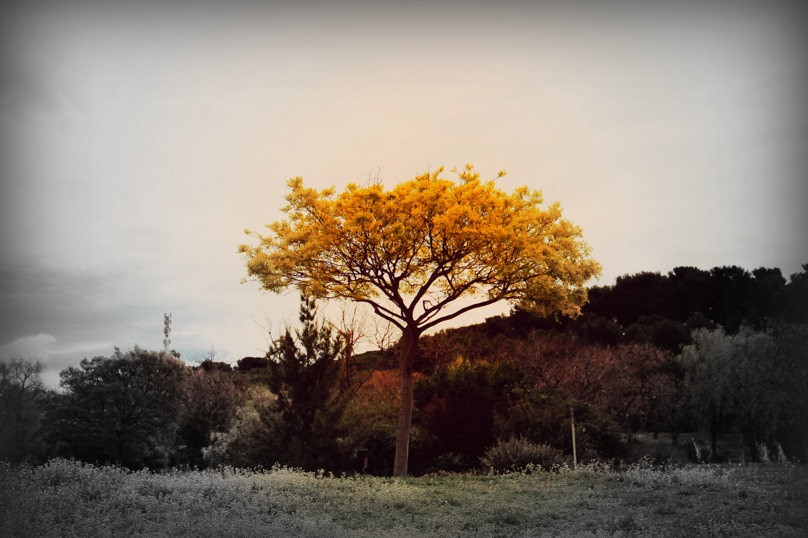 Der einsame Baum