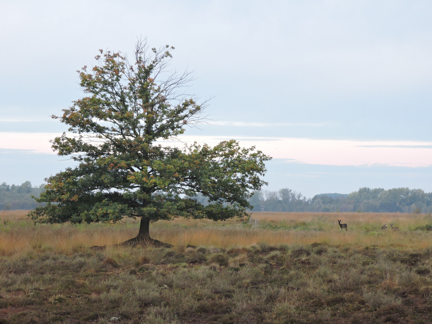 Der einsame Baum