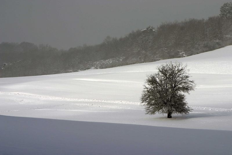 Der einsame Baum.