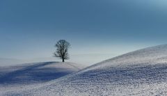 Der einsame Baum