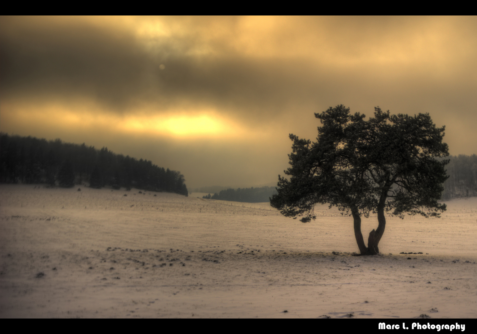 Der einsame Baum (cutted Version)