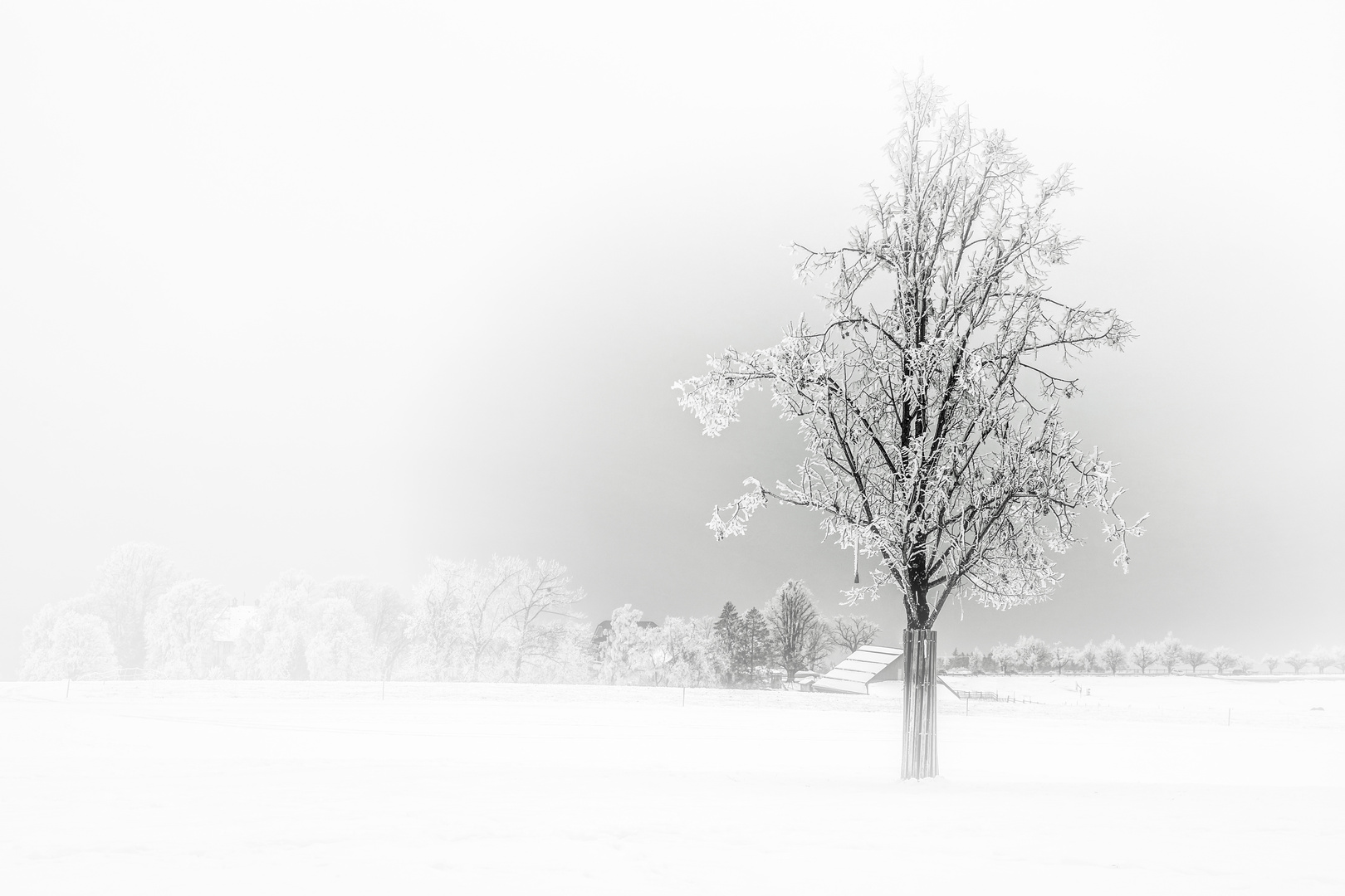 Der einsame Baum