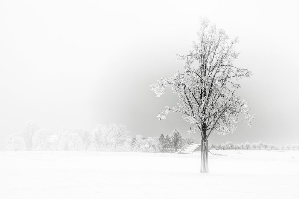 Der einsame Baum