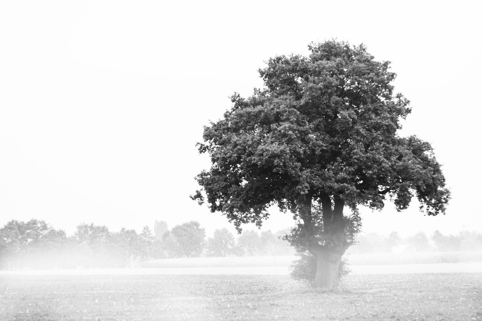 Der einsame Baum