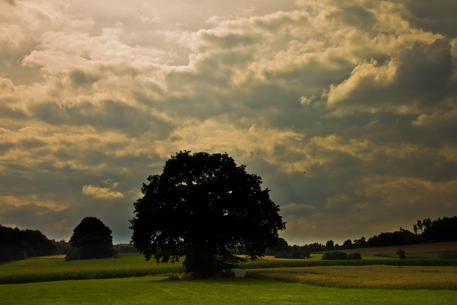 Der einsame Baum