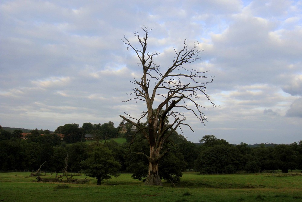 der einsame Baum