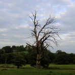 der einsame Baum