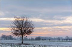 der einsame Baum