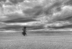 ~ Der einsame Baum ~