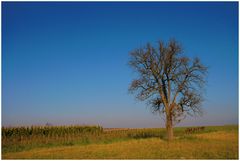 Der einsame Baum