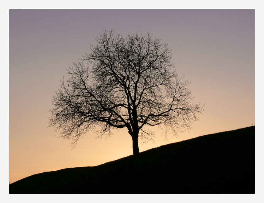 Der einsame Baum