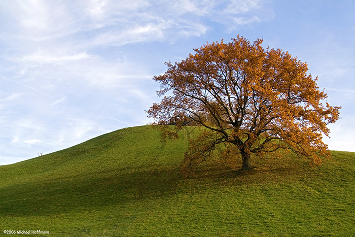 Der einsame Baum