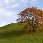 Der einsame Baum