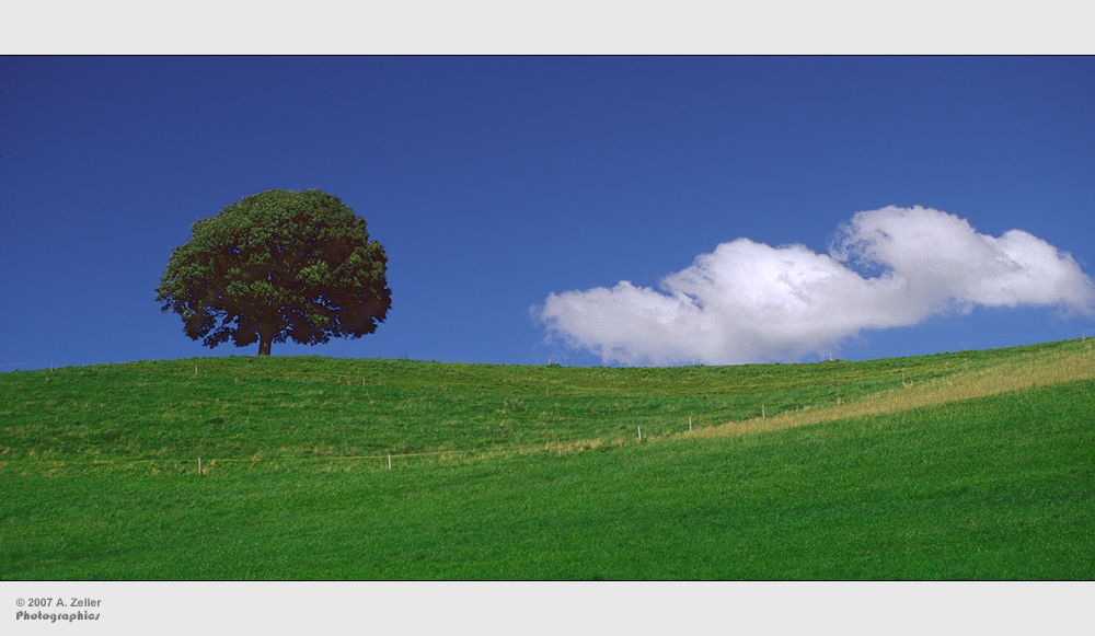 Der einsame Baum