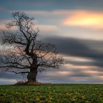 Der einsame Baum II