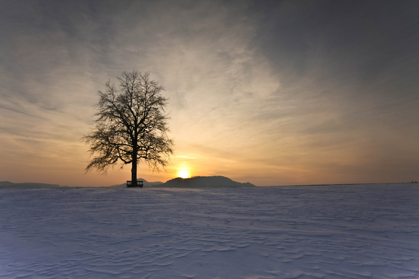 Der einsame Baum im Februarssonnenuntergan