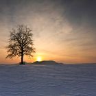 Der einsame Baum im Februarssonnenuntergan