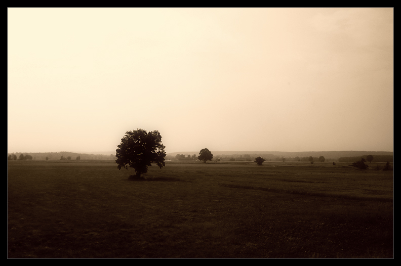 Der Einsame Baum im Feld