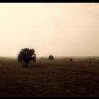 Der Einsame Baum im Feld