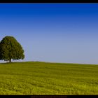 der einsame Baum im Grünen