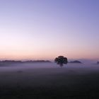 Der Einsame Baum im Nebel