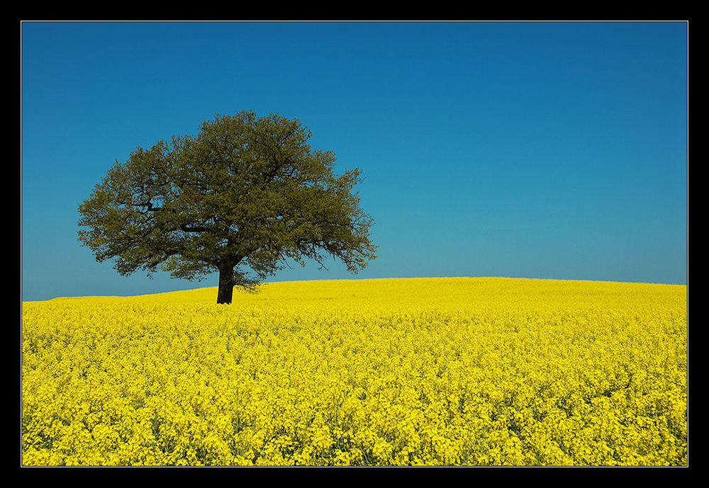 Der einsame Baum im Raps