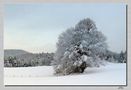 der einsame Baum im Winterkleid by Juan