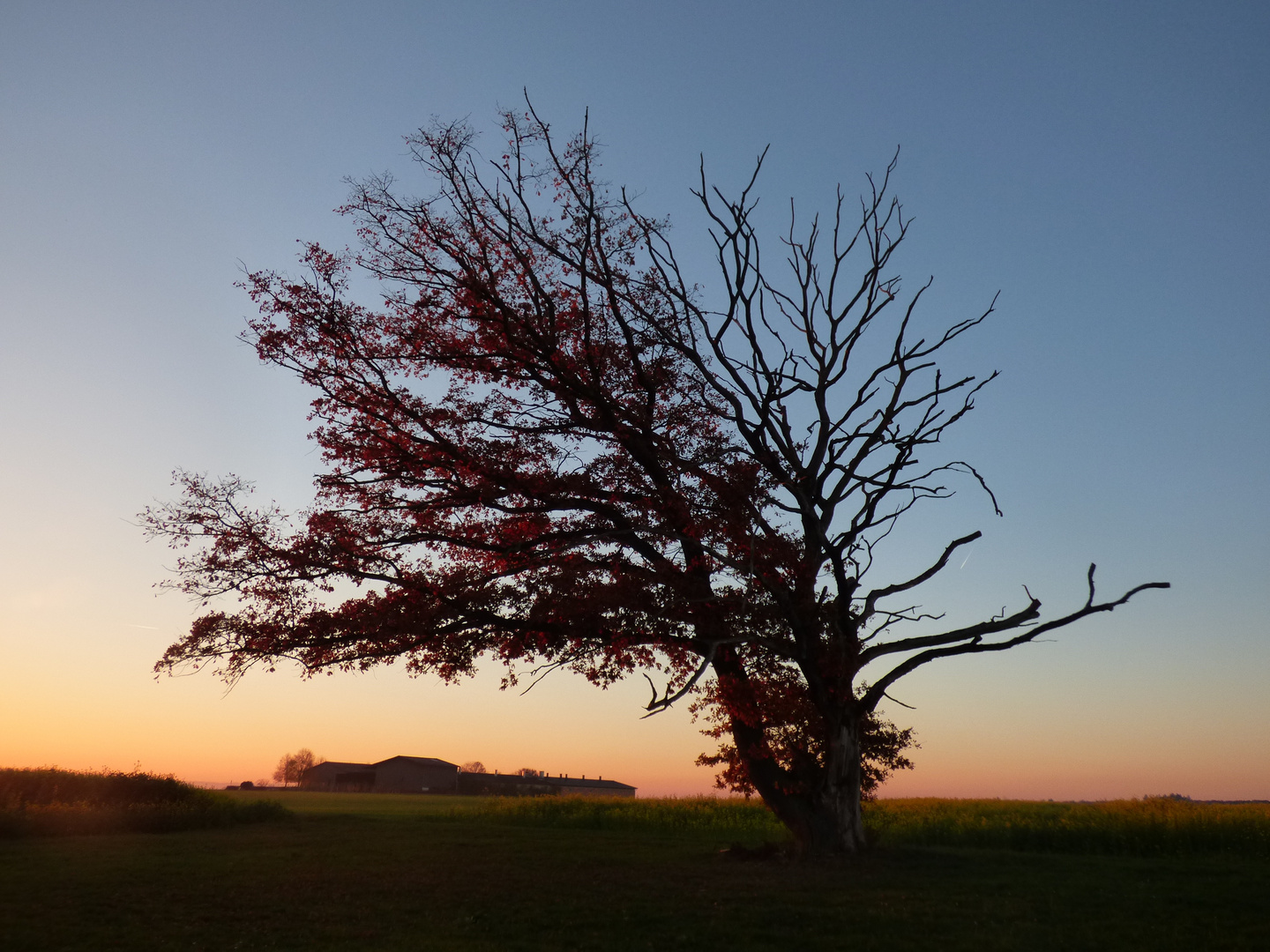 Der einsame Baum in Boll-Sehningen