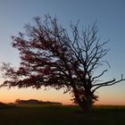 Der einsame Baum in Boll-Sehningen