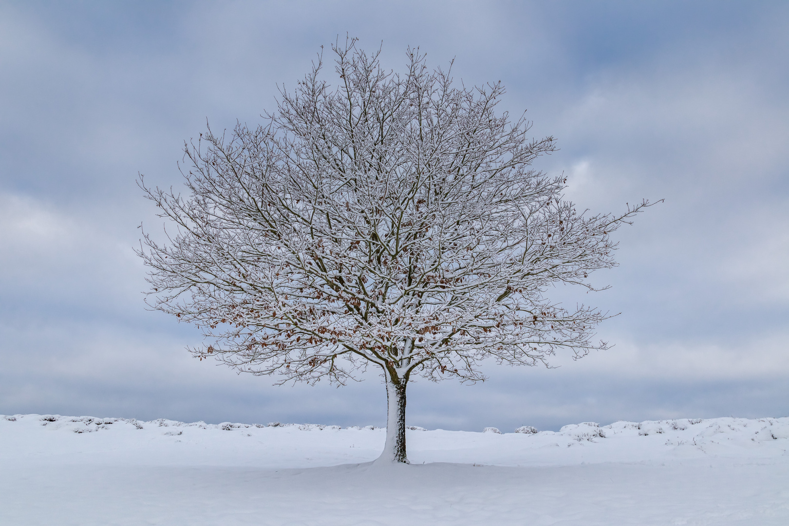 der einsame Baum in der Hocheifel