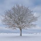 der einsame Baum in der Hocheifel