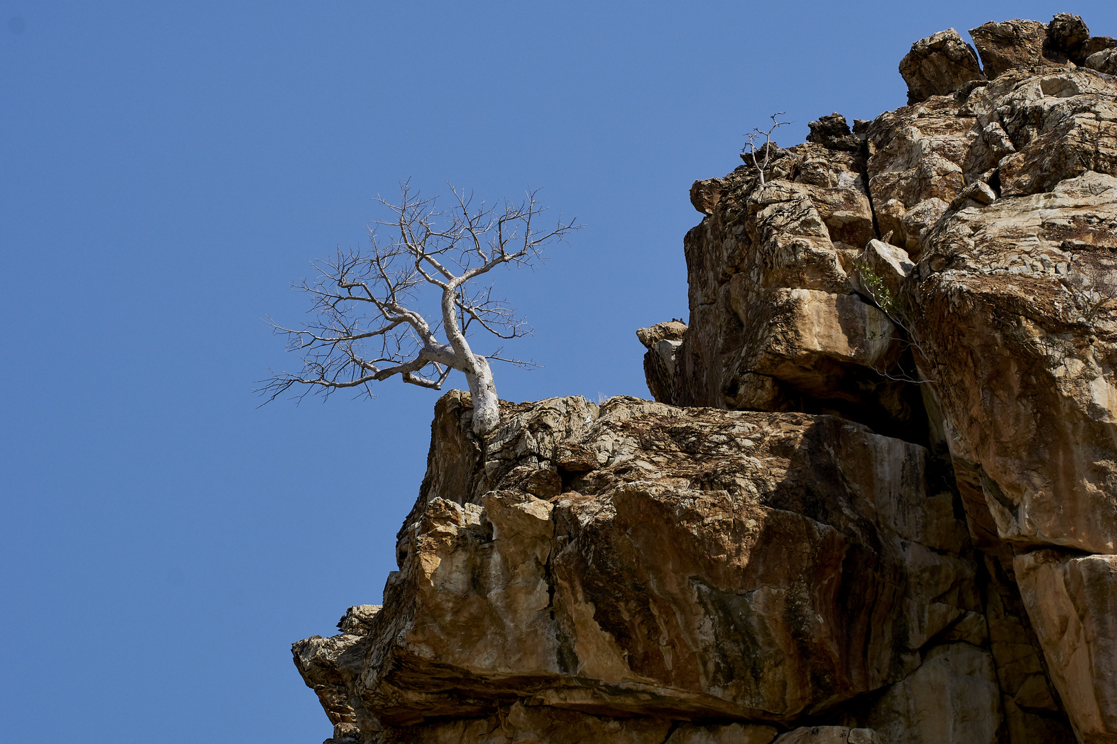 Der Einsame Baum in der Khowarib-Schlucht 